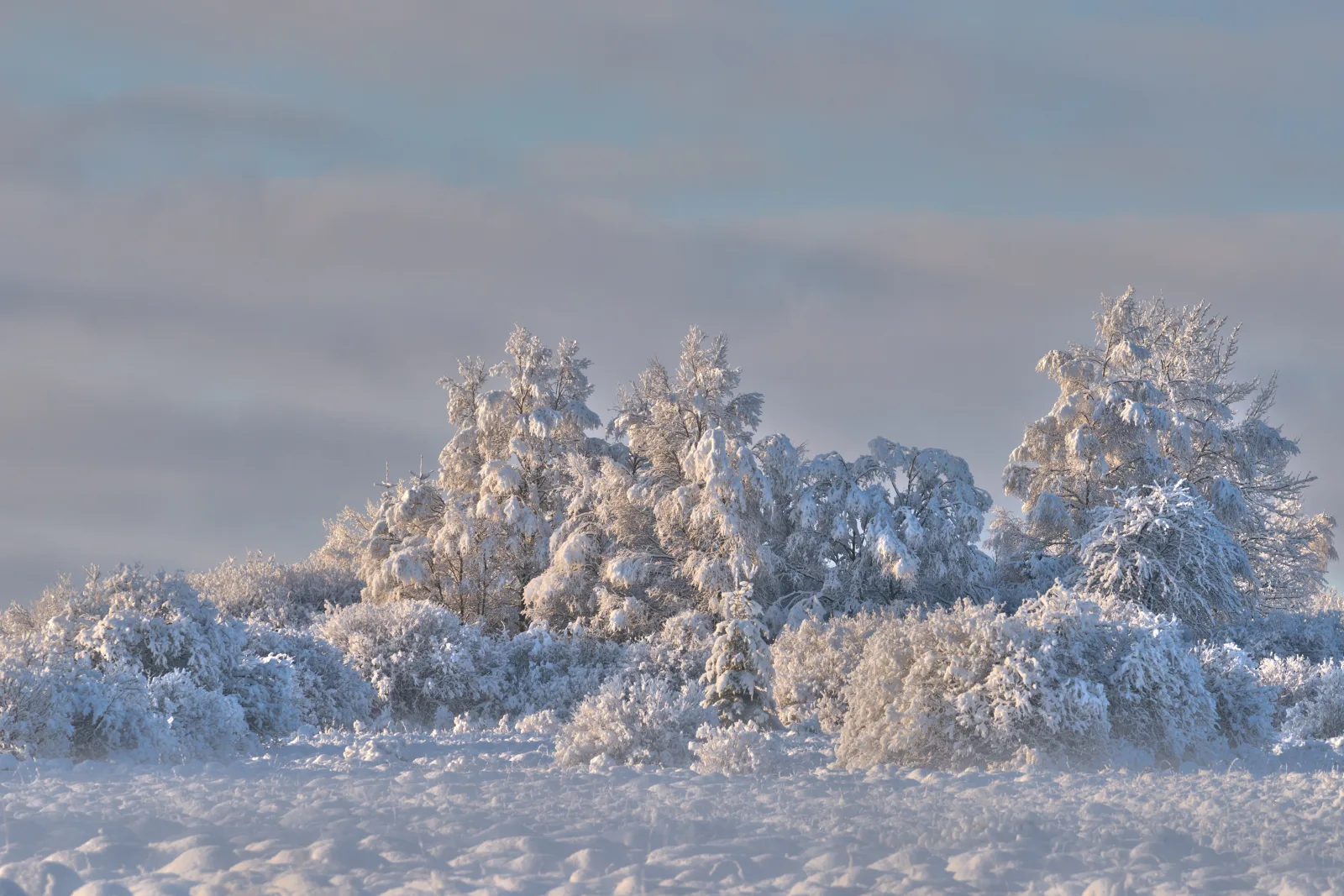 Eifelwinter